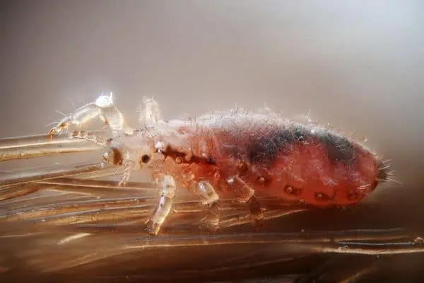 body lice