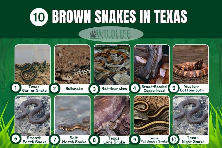 10 Types of Brown Snakes in Texas (Pictures) Wildlife Informer
