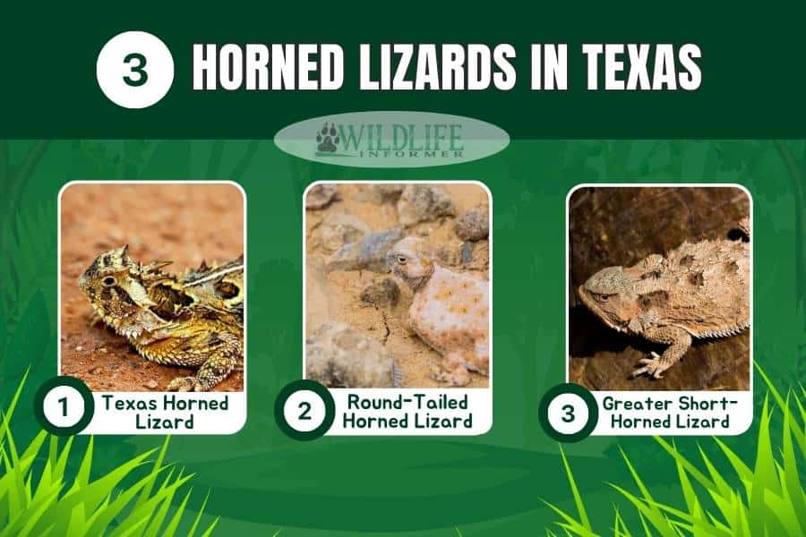 3 Types of Horned Lizards In Texas (Pictures) Wildlife Informer