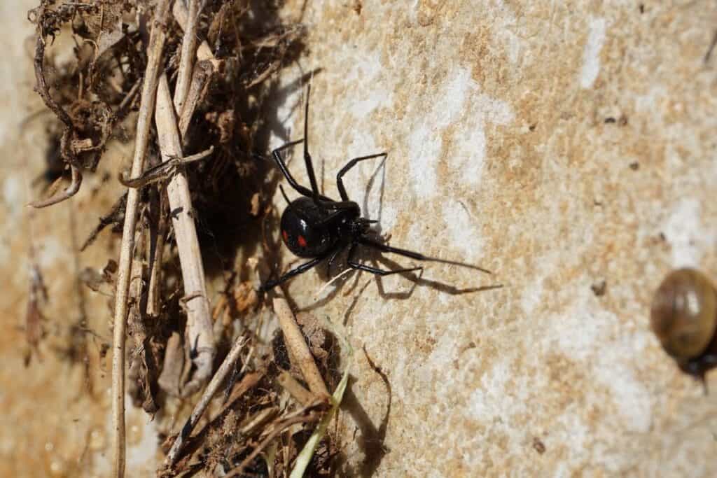 11 Species of Black Spiders in Michigan Wildlife Informer