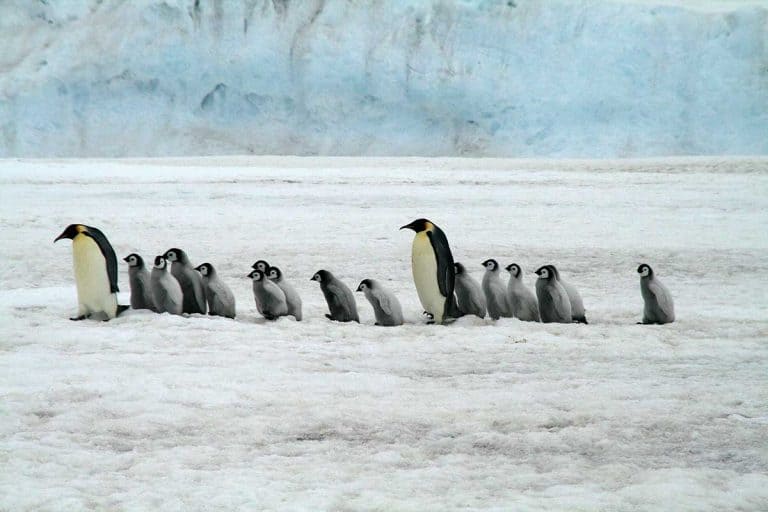 15 Amazing Emperor Penguin Adaptations (Pictures) - Wildlife Informer