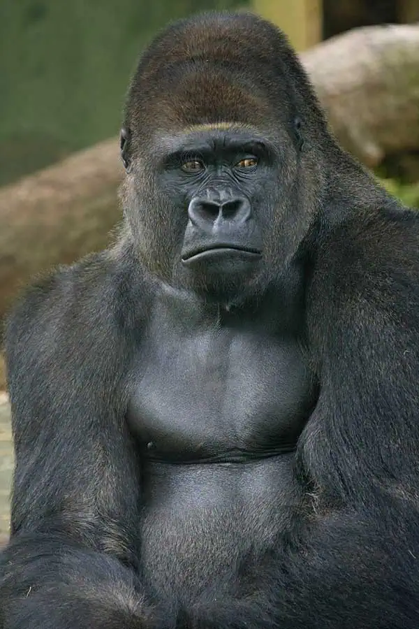 gorilla silverback portrait
