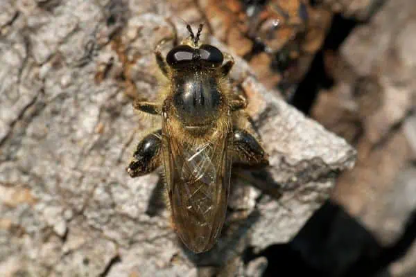 Horse fly
