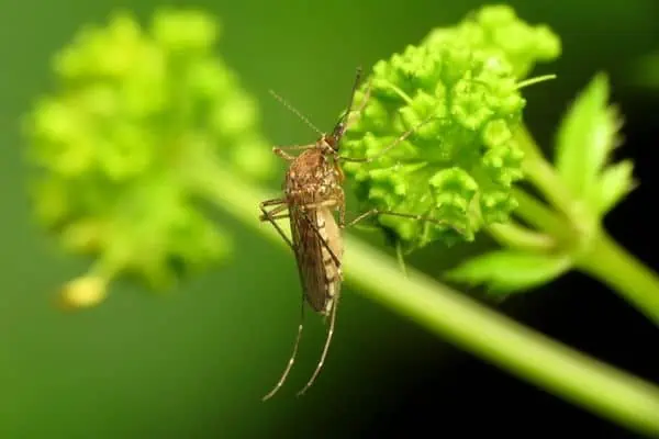 Inland floodwater mosquito