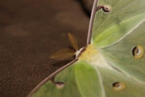 14 Interesting Facts About Luna Moths (Pictures) - Wildlife Informer