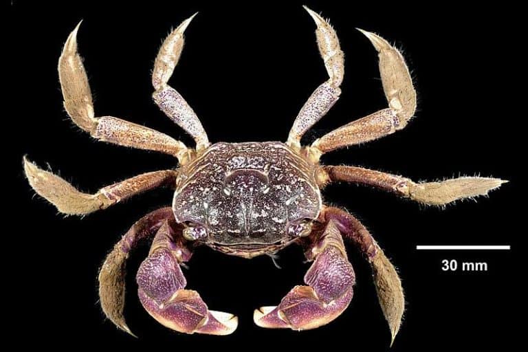 12 Types of Crabs in Florida (With Pictures) Wildlife Informer