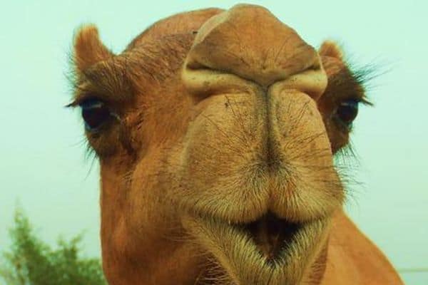 Camel Eyelashes (Facts, Information, Pictures) - Wildlife Informer