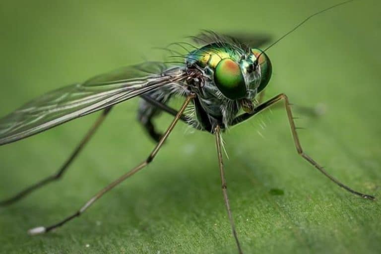 Where Do Flies Go in the Winter? Wildlife Informer