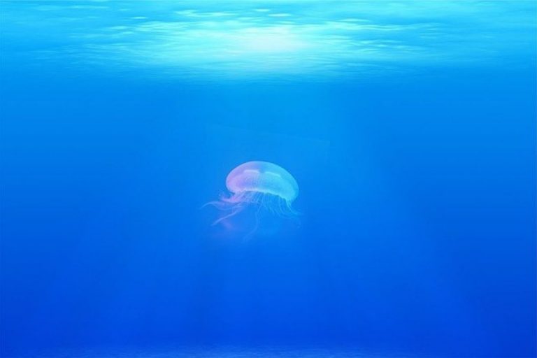 Do Jellyfish Have Tentacles? (Explained) Wildlife Informer