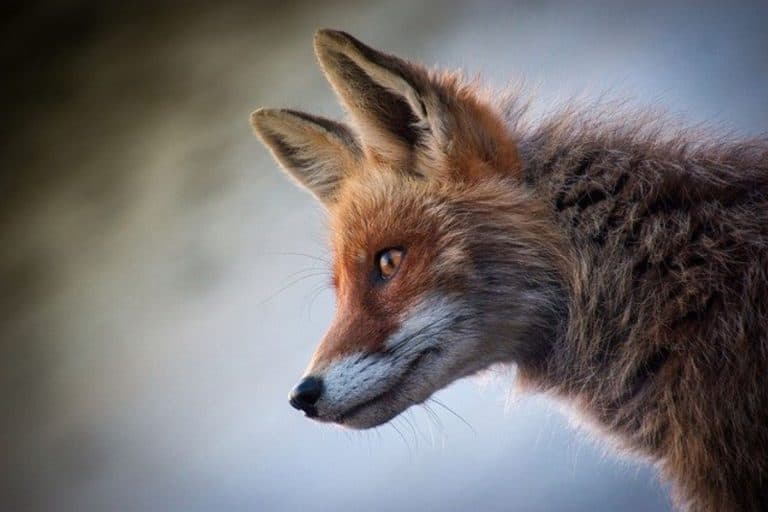 Are Foxes Dangerous? (Answered) Wildlife Informer