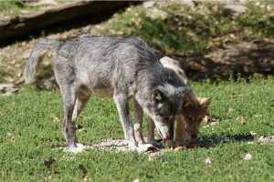 Wolf Pack Ranks (5 Levels in the Hierarchy) - Wildlife Informer