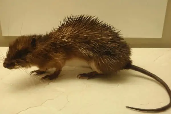 Armored rat inside the house