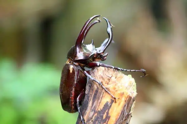 Atlas beetle