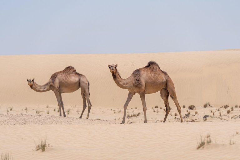Ecosystem Vs Habitat 7 Key Differences Wildlife Informer Ecosystem Vs Habitat 7 Key Differences Wildlife Informer