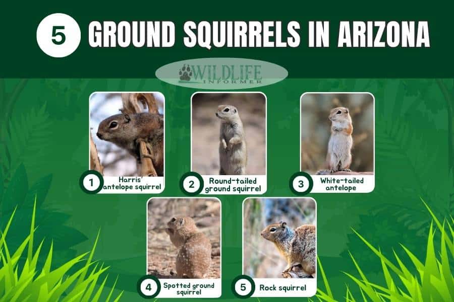 5 Ground Squirrels in Arizona (With Pictures) - Wildlife Informer