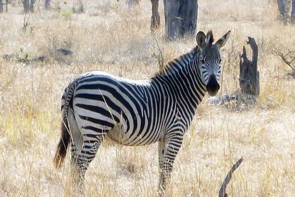 Crawshay’s Zebra staring at the camera