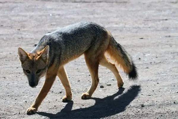Culpeo on a dirt road