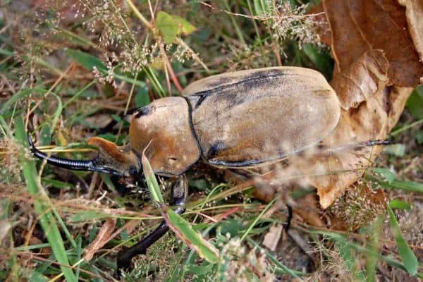 Elephant beetle