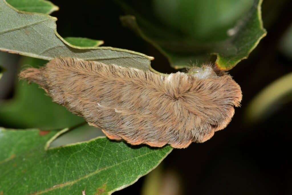 15 Caterpillars in (With Pictures) Wildlife Informer