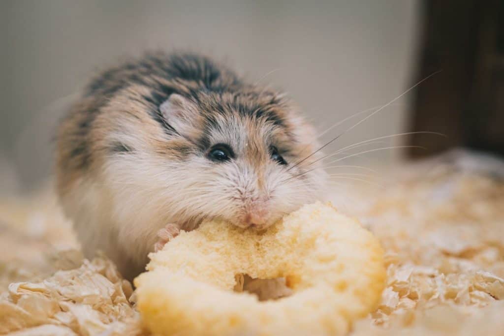 21 of the MOST COMMON Examples of Rodents - Wildlife Informer