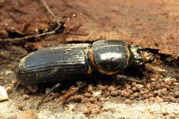 Horned passalus beetle