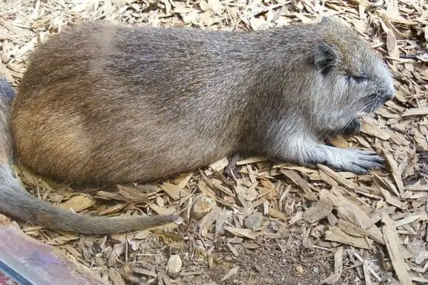 hutia resting on the ground