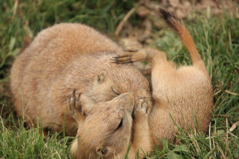 Gopher Prairie Dogs: The Secret Lives Of America'S Underground Architects - gck314i