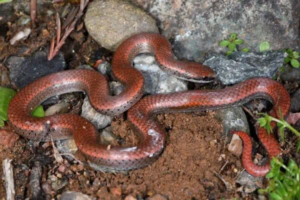 Sharp-tailed snake resting