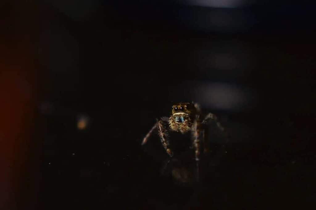 Can Spiders See in the Dark? (Explained) Wildlife Informer