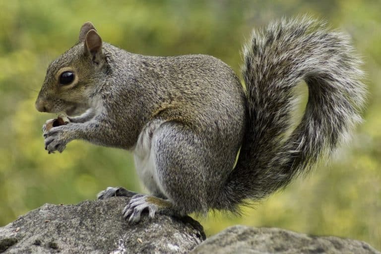 Do Coffee Grounds Keep Squirrels Away? Wildlife Informer