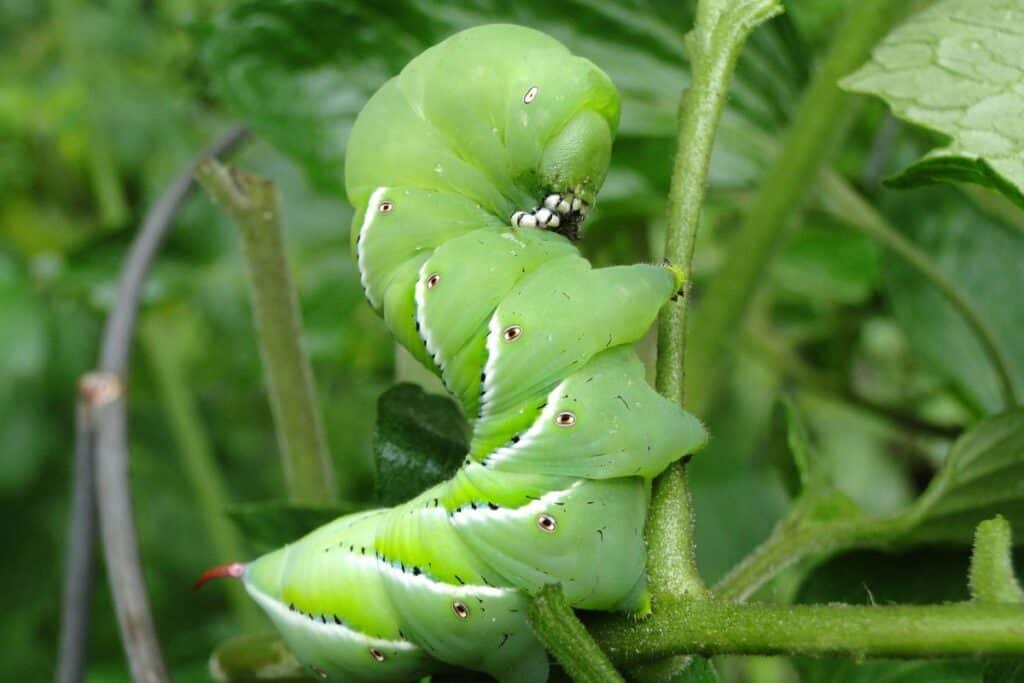 8 Types of Caterpillars in Arizona (Pictures) Wildlife Informer