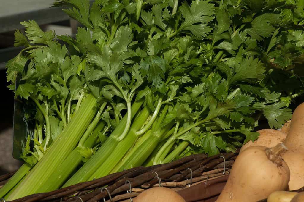 12 Best Greens for Bearded Dragons Wildlife Informer