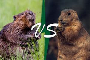 Beaver Vs Groundhog (11 Differences) - Wildlife Informer
