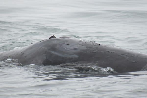 6 Of The Longest Living Mammals On Earth Wildlife Informer