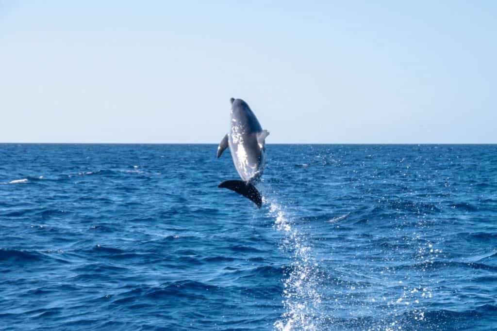 Why Do Fish Jump Out of the Water? Wildlife Informer