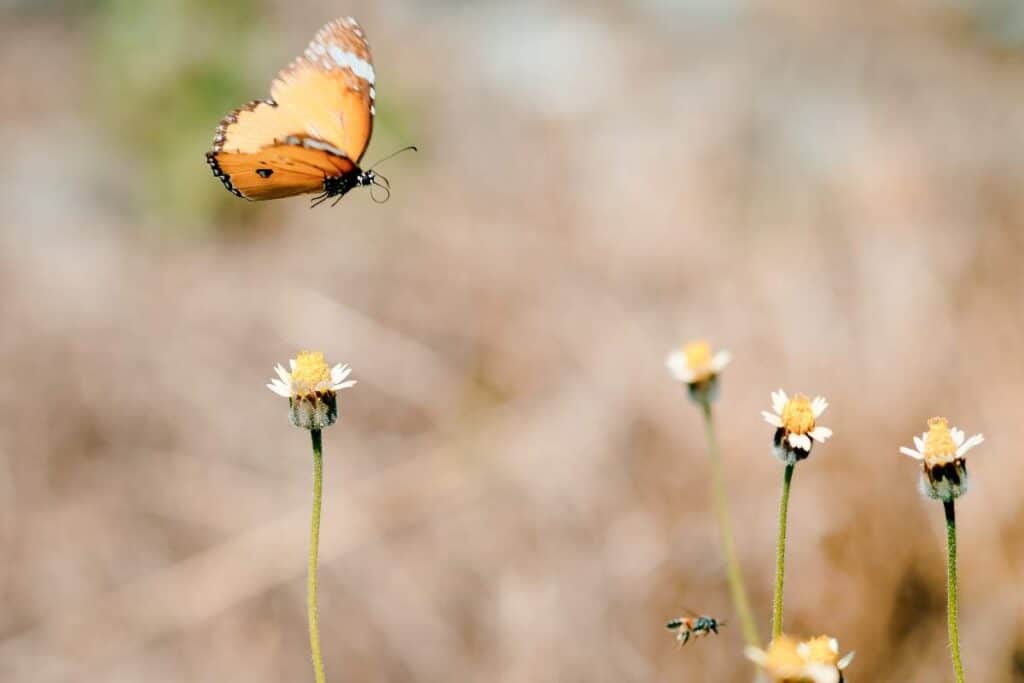 How High Can Butterflies Fly? Wildlife Informer
