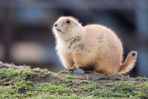 Gopher Vs Prairie Dog (Main differences) - Wildlife Informer