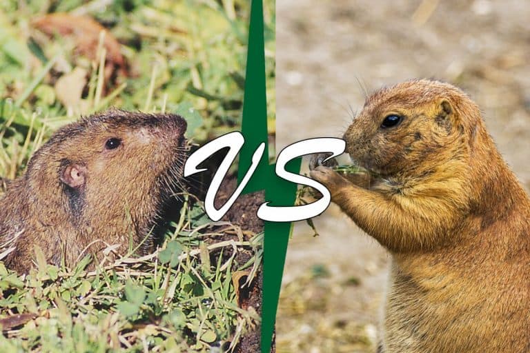 Prairie Dog Or Gopher The Ultimate Guide To Telling Them Apart - zr4ibzz