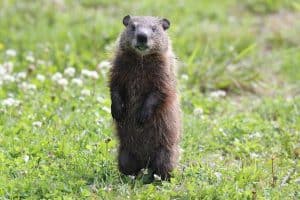 Beaver Vs Groundhog (11 Differences) - Wildlife Informer