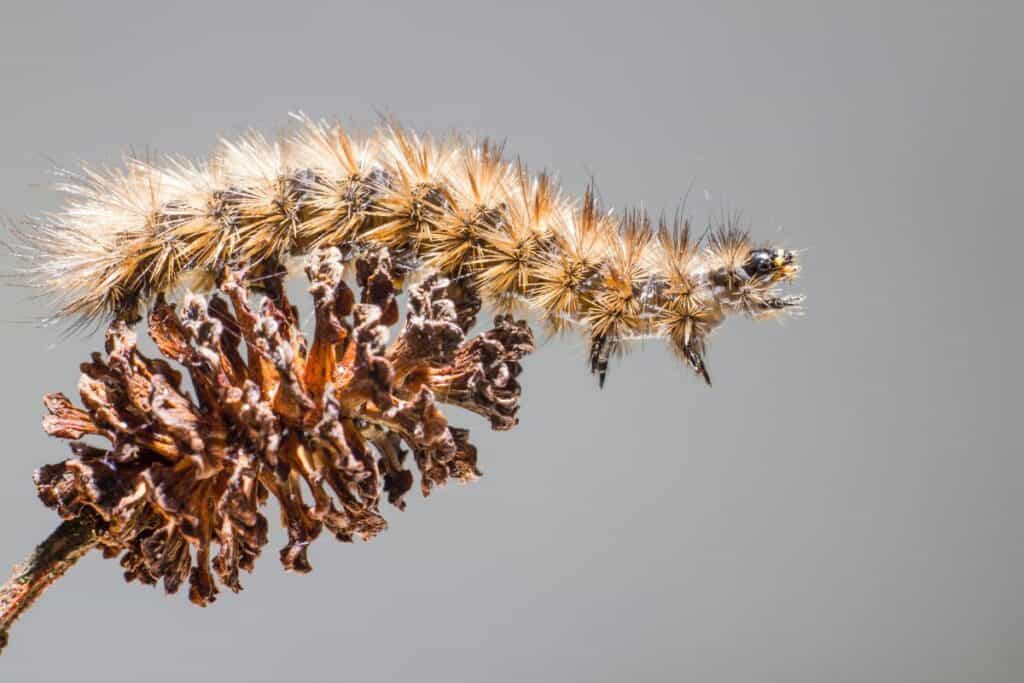 Are Hairy Caterpillars Dangerous? Wildlife Informer