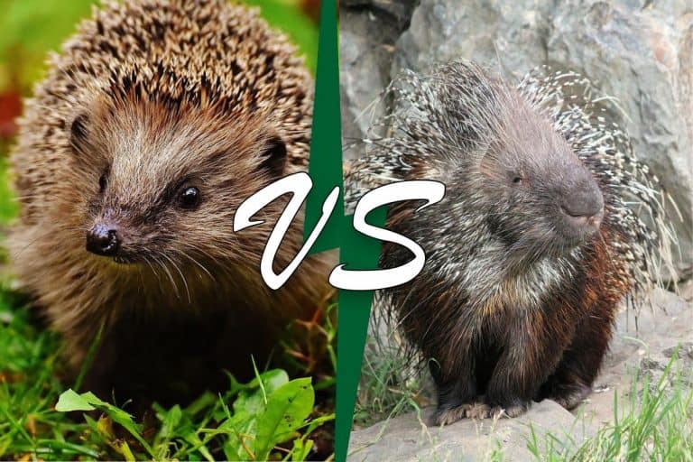 Hedgehog Vs Porcupine (10 Differences) Wildlife Informer