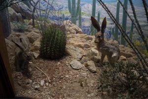 Do Camels Eat Cactus? (Answered) - Wildlife Informer