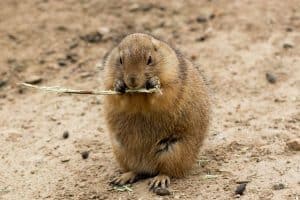 Gopher Vs Prairie Dog Spot The Difference - cxrm30m