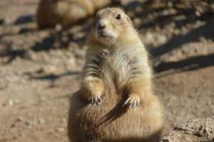 Prairie Dog Or Gopher The Ultimate Guide To Telling Them Apart - glax845