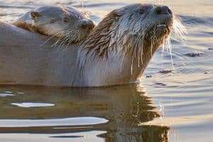 Sea Otter Vs River Otter (9 Key Differences) - Wildlife Informer