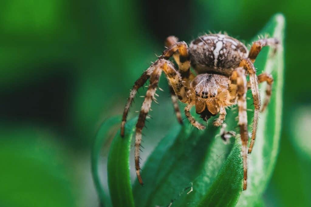 How Do Spiders Communicate With Each Other? Wildlife Informer