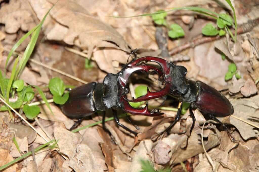 Are Stag Beetles Dangerous? Wildlife Informer