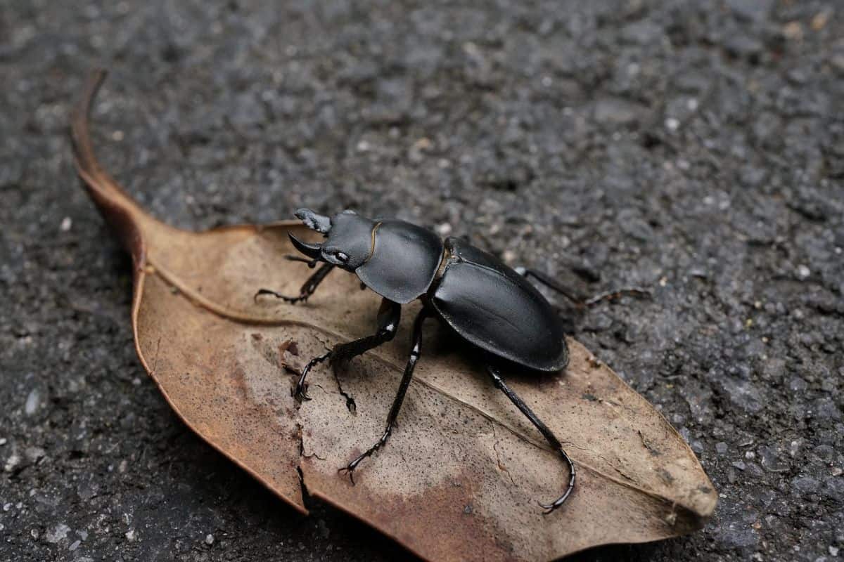Are Stag Beetles Dangerous? Wildlife Informer