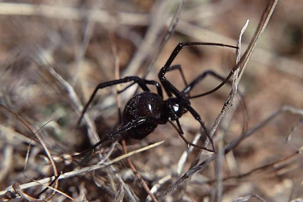 12 Common Spiders in Washington State Wildlife Informer
