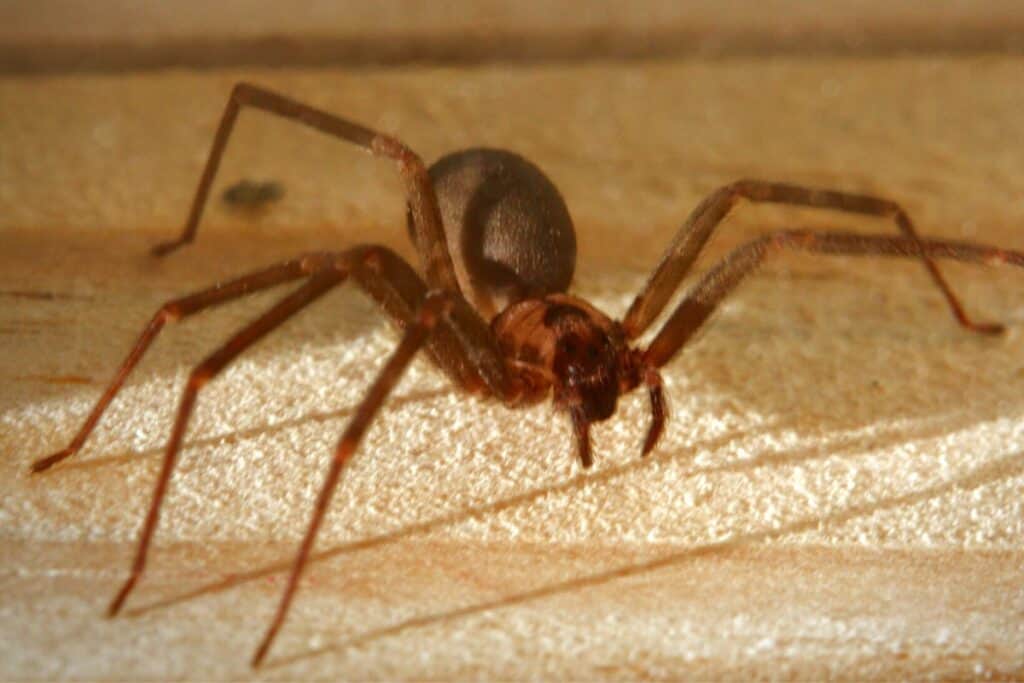 12 Common Spiders in New Jersey (Pictures) Wildlife Informer